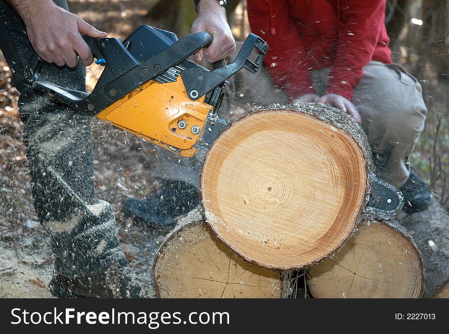 Tree cutting with saw outside. Tree cutting with saw outside
