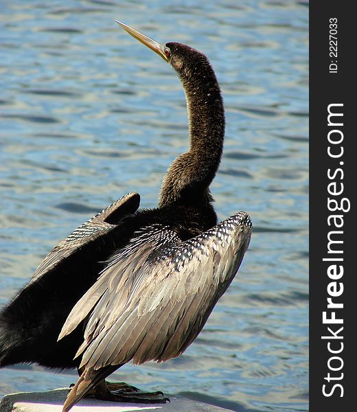 This is a snakebird with the water in the background