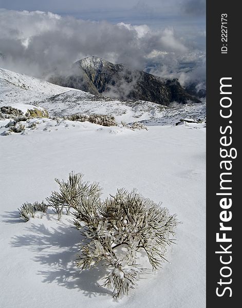 Snowy landscape in Gredos, Avila, Spain. In first plano a plant completely iced and in the background one of the mountains.