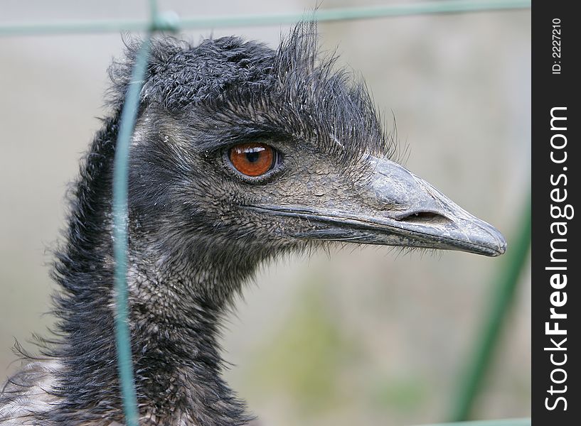 Close-up Portrait of Nice Ostrich. Close-up Portrait of Nice Ostrich