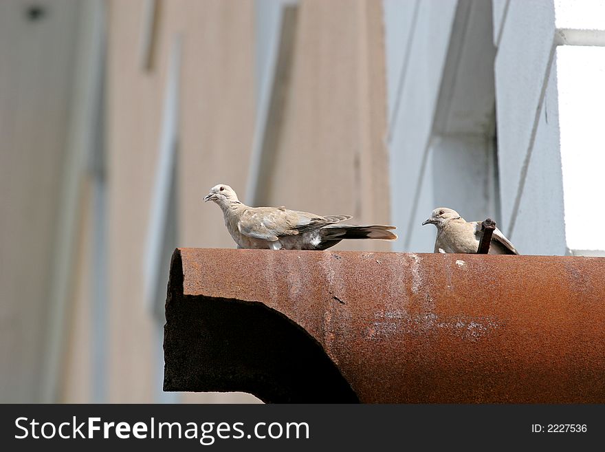 Two pigeons in the city roosting on an old rusty pipe. Two pigeons in the city roosting on an old rusty pipe