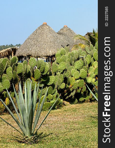 Two huts behind cuctuses in Puerto Escondido, Mexico. Two huts behind cuctuses in Puerto Escondido, Mexico