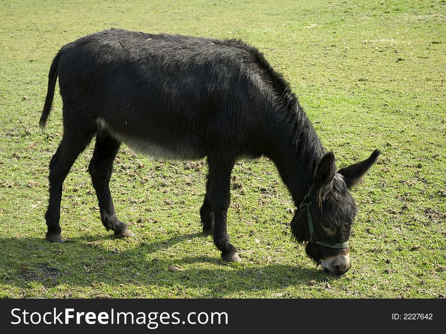 An eating donkey in the grass