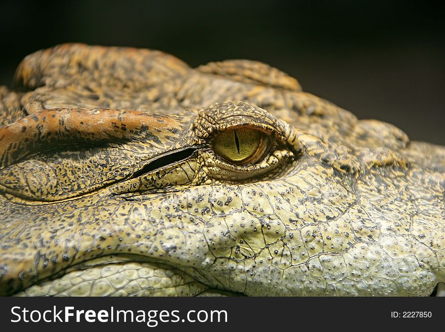 Close-up of Siam Crocodile. Close-up of Siam Crocodile