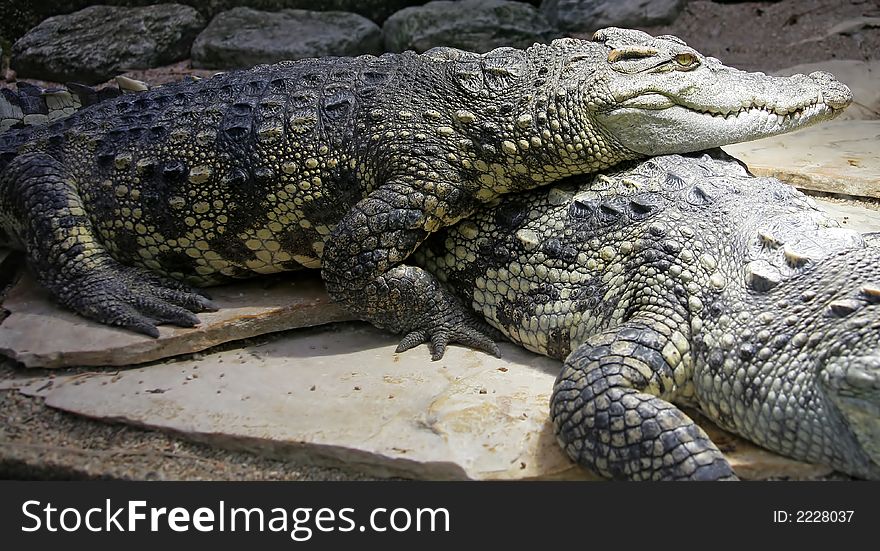 Portrait of Nice Siam Crocodile. Portrait of Nice Siam Crocodile