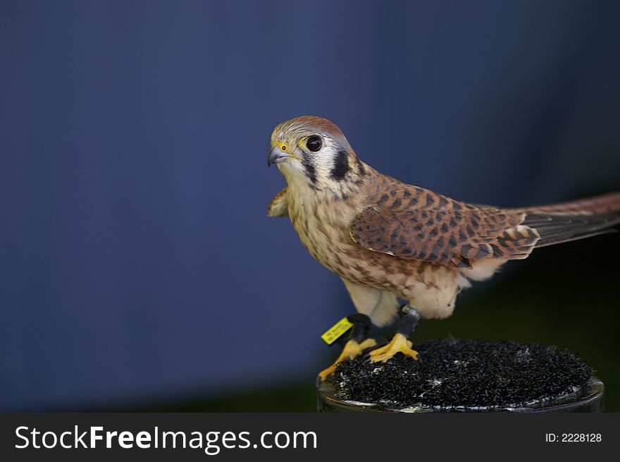 An American Kestrel on display at a fair.