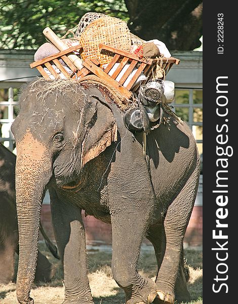 Working elephant carrying goods in a park