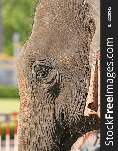 Close up of an elephants head. Close up of an elephants head