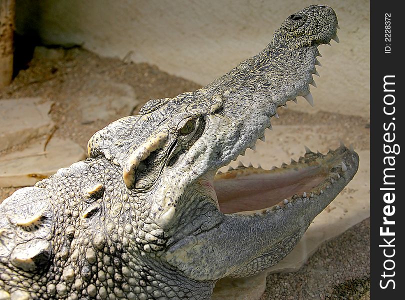 Siam Crocodile 5