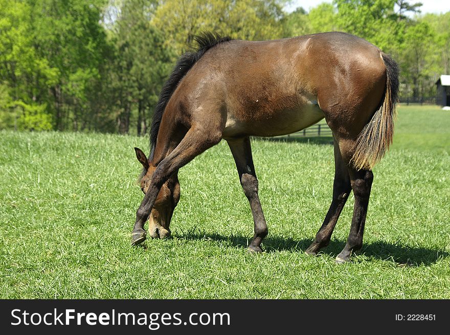 A young horse grazing in a meadow. A young horse grazing in a meadow