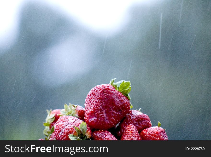 Strawberries with rain falling on them. Strawberries with rain falling on them