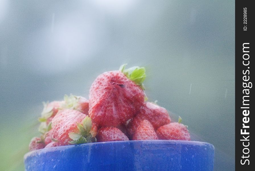 Strawberies in rain in blue bowl with nice blur effect. Strawberies in rain in blue bowl with nice blur effect
