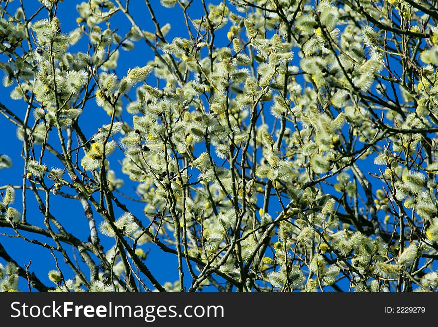 Spring shrub of fluffy catkins. Spring shrub of fluffy catkins