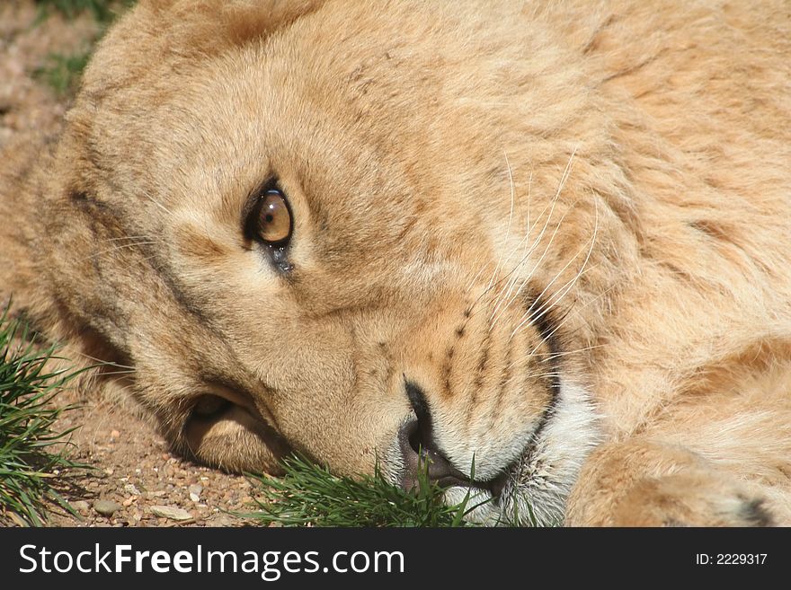 Head of a lioness laying on the ground. Head of a lioness laying on the ground.