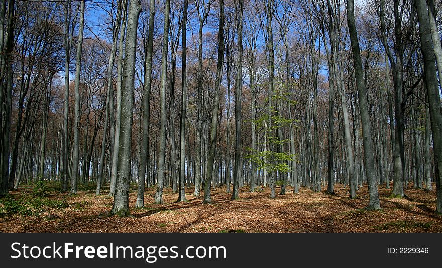 Beech forest in early spring. Beech forest in early spring