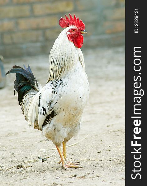 Rooster close up on rural background. Rooster close up on rural background