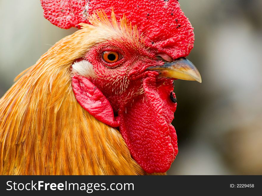 Rooster close up on rural background. Rooster close up on rural background