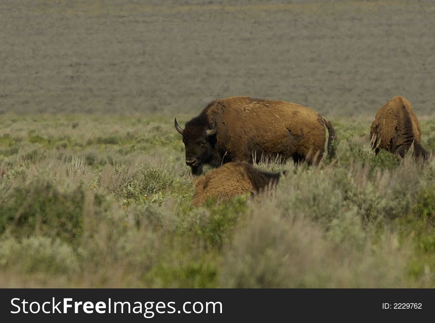 Buffalo grazing near the Grand Tetons outside of Jackson, Wyoming.