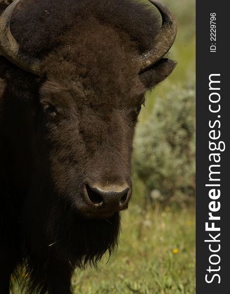 Buffalo grazing near the Grand Tetons outside of Jackson, Wyoming.