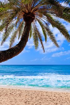 Small Palm Tree Hanging Over Stunning Blue Lagoon Royalty Free Stock Image
