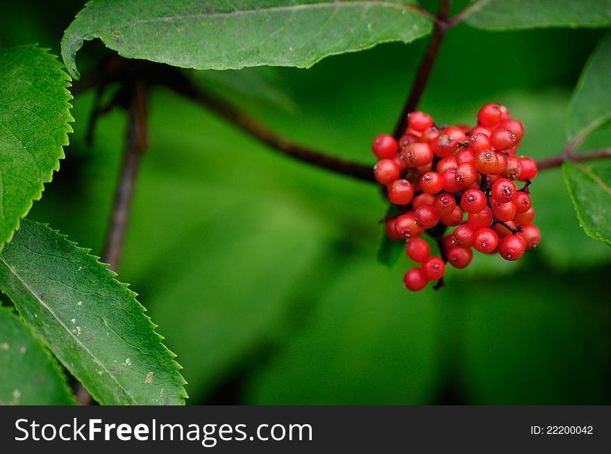 Red Berries with Green Leaves