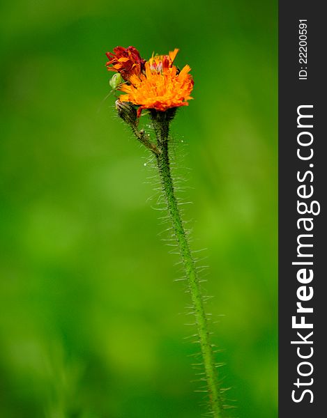 Orange Flower - Mouse-ear Hawkweed on Green Background