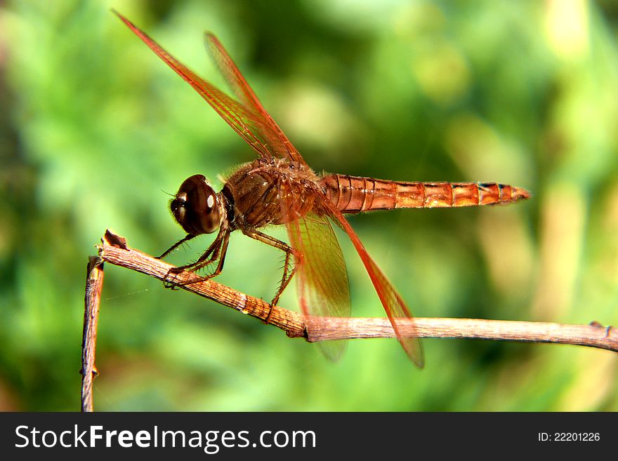 Golden dragonfly &#x28;Flame Skimmer&#x29
