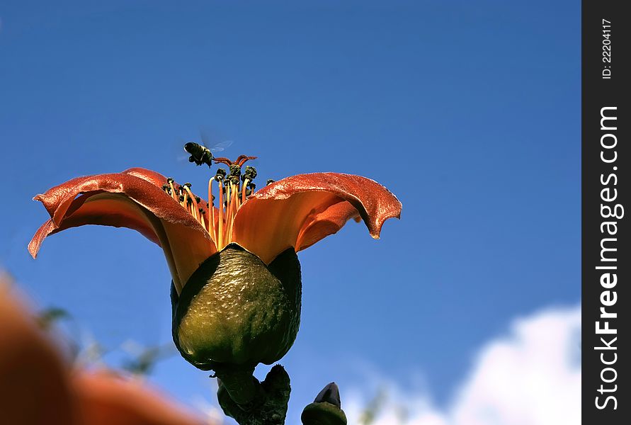 Blossoming cotton tree (Bombax ceiba)