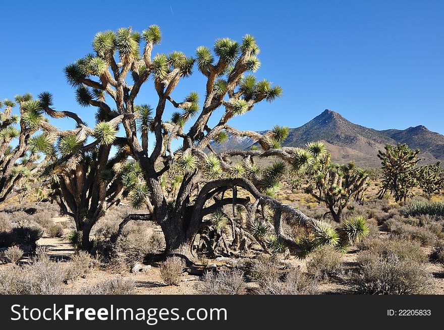 The Joshua tree in Arisona desert