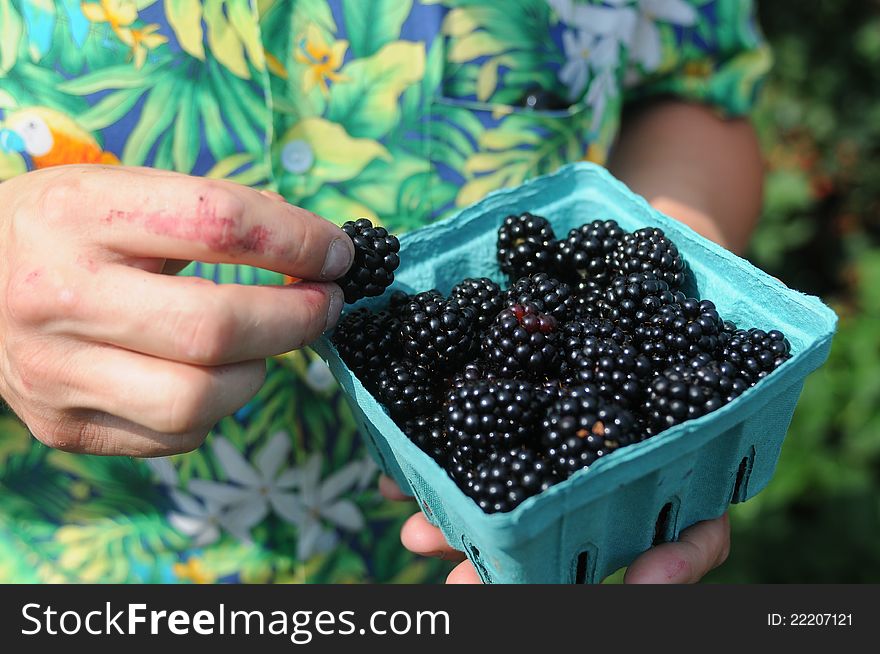 The fresh, just picked blackberry berry in the bucket. The fresh, just picked blackberry berry in the bucket