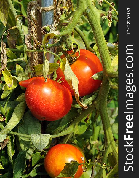 Bunch with three big red tomatoes growing in the greenhouse