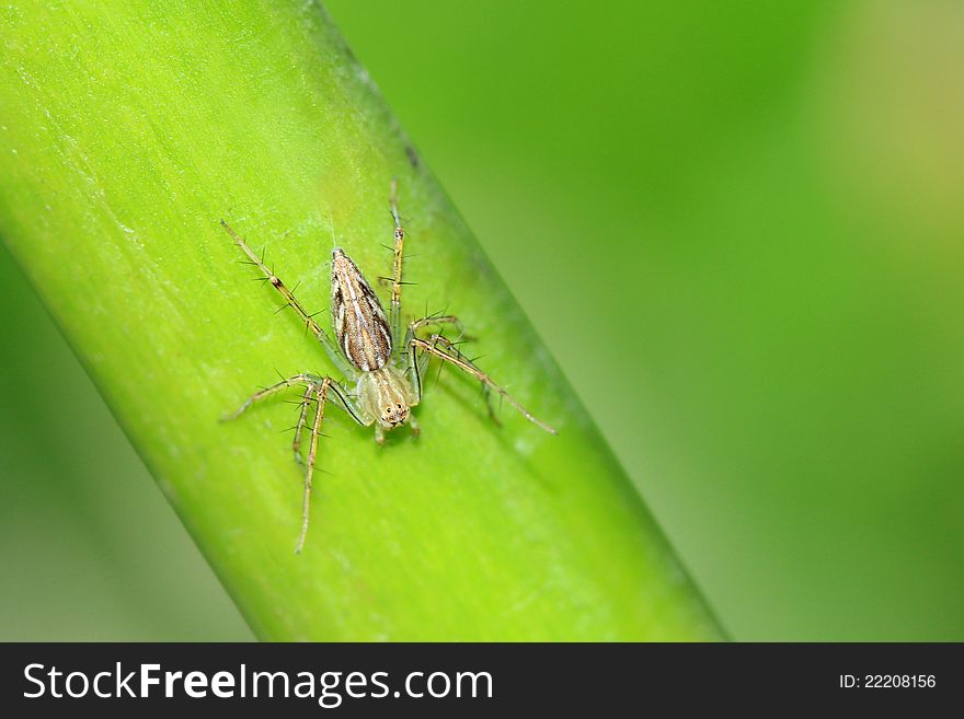 A spider hanging around on a green plant - Thailand. A spider hanging around on a green plant - Thailand