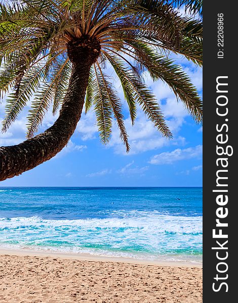 Small palm tree hanging over stunning blue lagoon