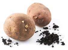 Two Ripe Potatoes And Handful Of Ground. Stock Images Two Ripe Potatoes And Handful Of Ground. Stock Images