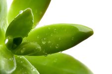 Succulent Leaves Stock Images Succulent Leaves Stock Images
