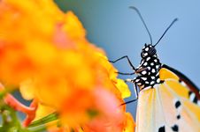 Close Up Butterfly On Lantana Camara Royalty Free Stock Photo Close Up Butterfly On Lantana Camara Royalty Free Stock Photo