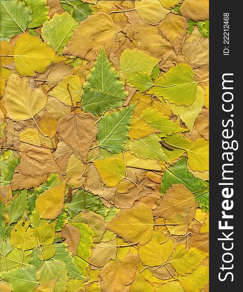 The texture, color and variety of fallen autumn leaves. The texture, color and variety of fallen autumn leaves.