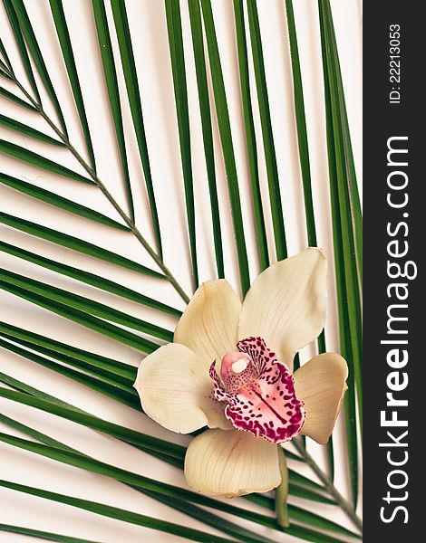 Palm leaves with orchid on white background