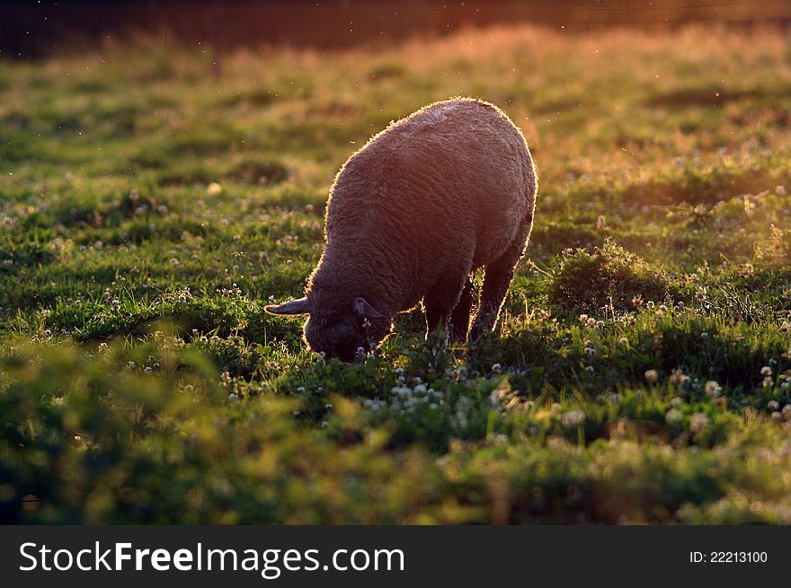 Sheep in the meadow before sunny.