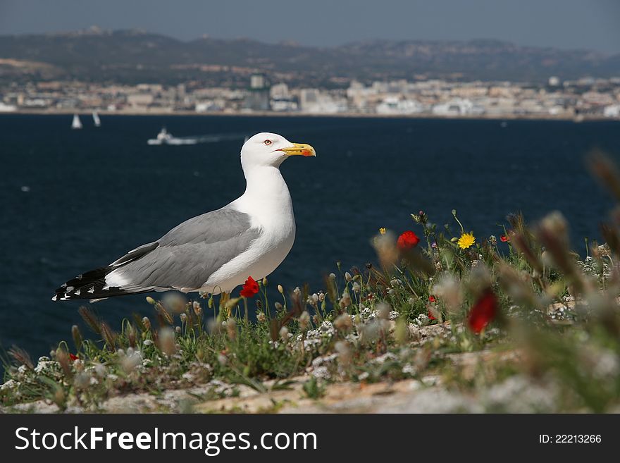 Gull in the France behind sea. Gull in the France behind sea.