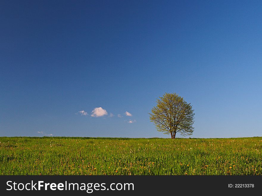 Dandelion Meadow With Tree