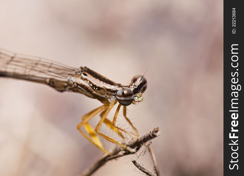 Dragonfly hang on leaf in macro mode