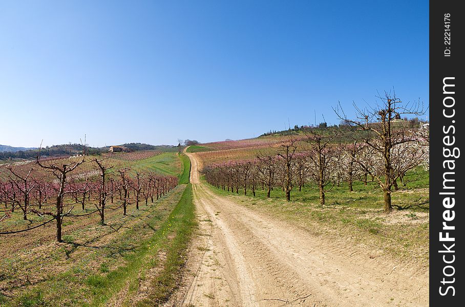 Country road in spring under blue sky