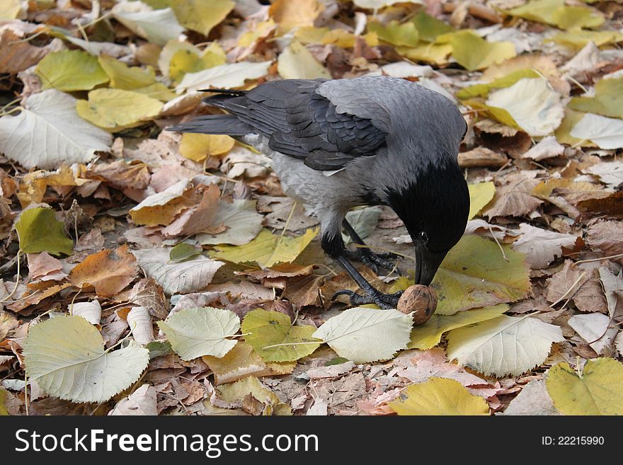 Crow with nut in beak on dried leaves.