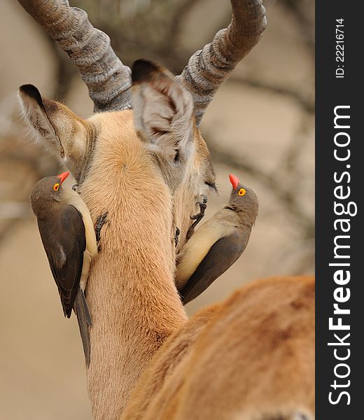 This birds are on the head of a impala. This birds are on the head of a impala.