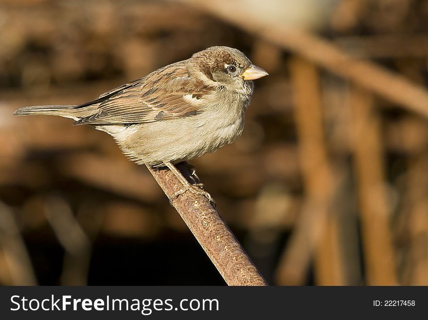 Sparrow In The Sun