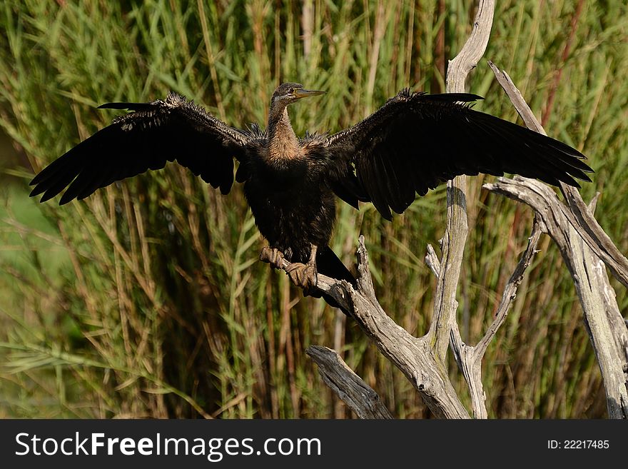 The darter you can also call snake bird. This one is drying the wings.