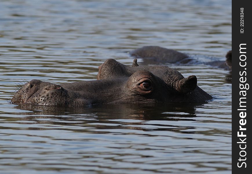 Hippopotamus In The Water