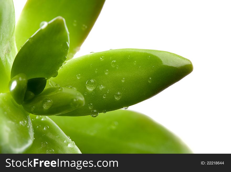 Succulent leaves with water droplets over white