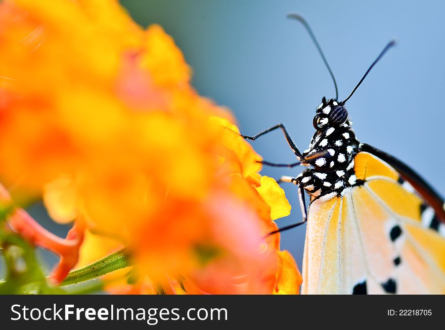 Close Up Butterfly On Lantana Camara